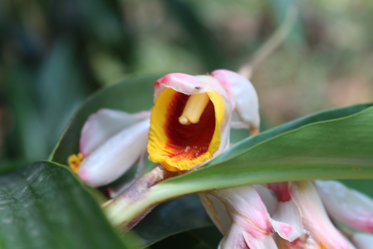 Alpinia zerumbet (Pers.) B.L.Burtt & R.M.Sm.